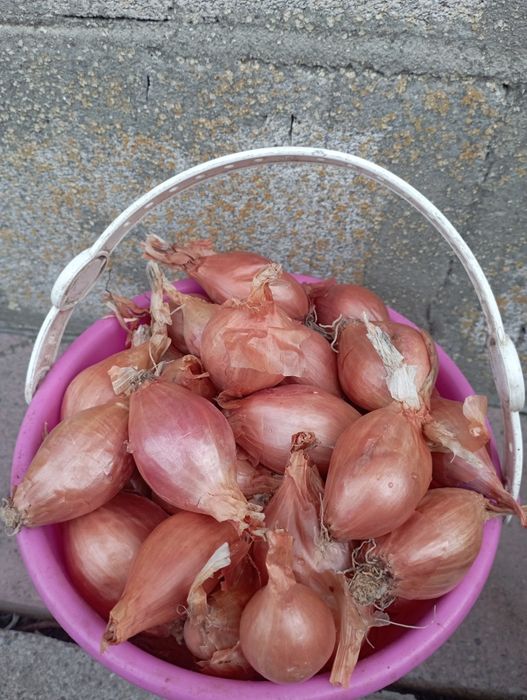 Цибуля кущівка корчуха велика