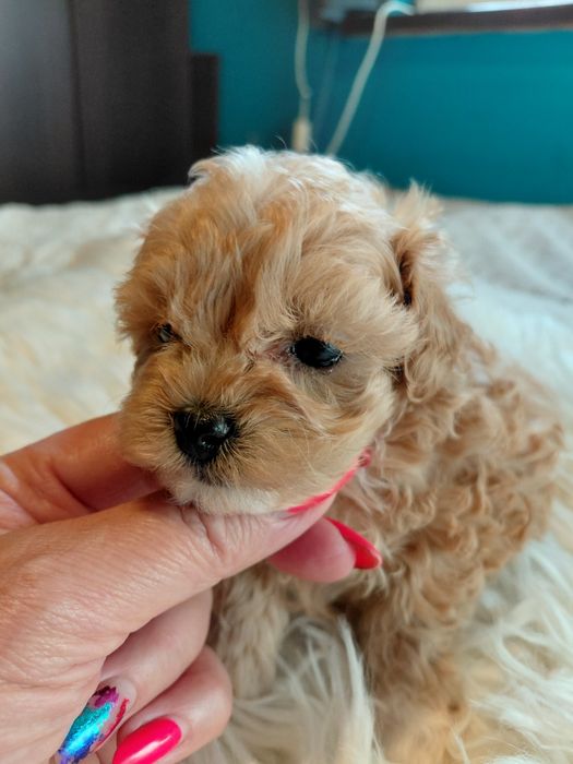 Maltipoo - piesek