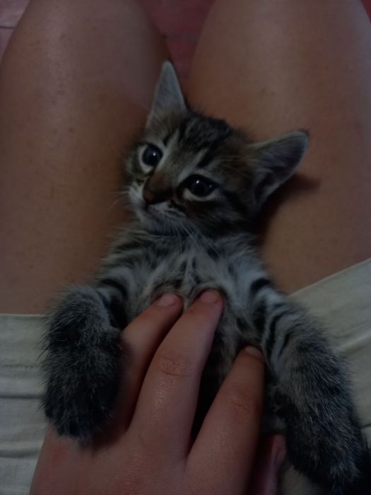 Віддам котика в добрі руки!!!