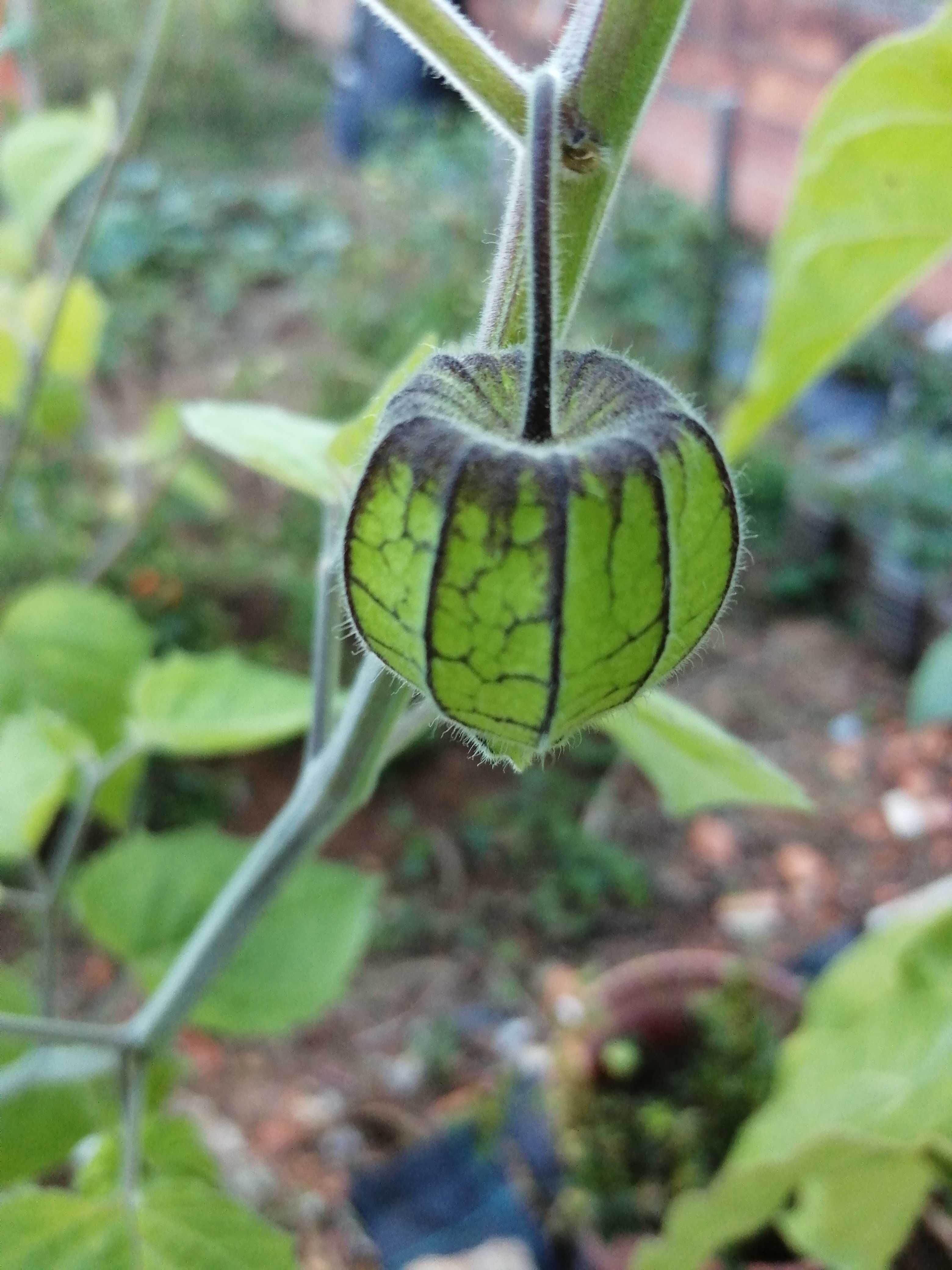 Planta Fisális (Physalis) de vários tamanhos