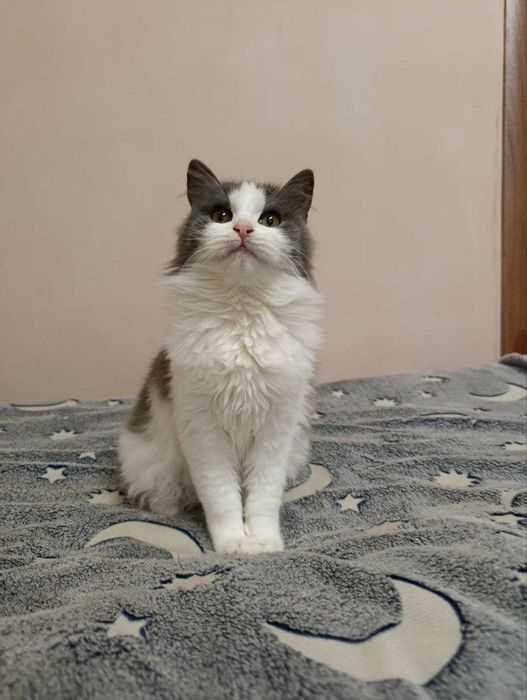 Шукаю дім для котика безплатно