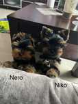 Yorkshire Terrier piesek Niko