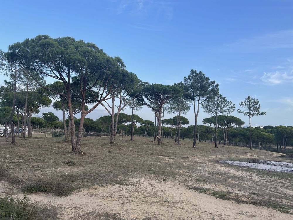 Podas/abate de Arvores & limpeza de terrenos
