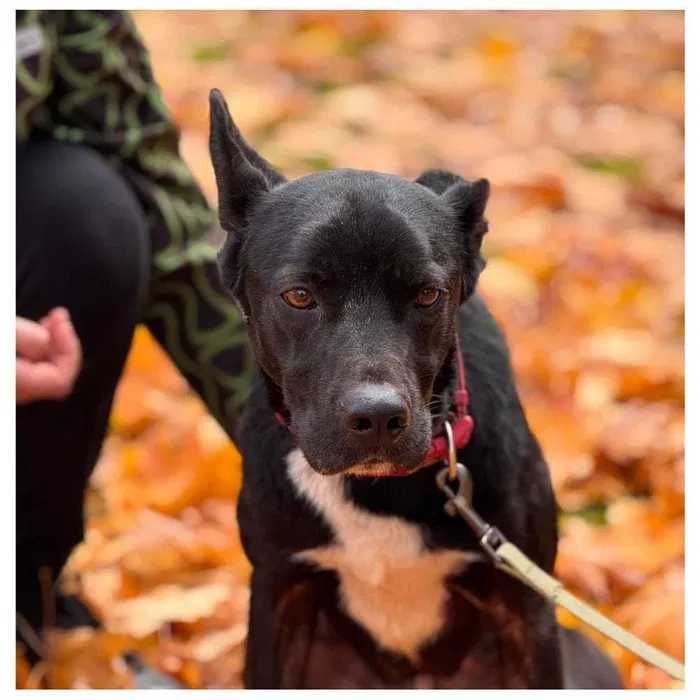 Пес Блек ищет дом