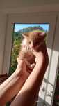 Gatinho para adoção responsável