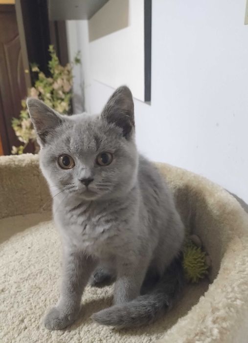 Kotka Brytyjska Niebieska z prawdziwym rodowodem FPL