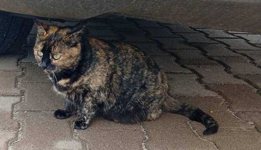 Молода стерилізована кішечка