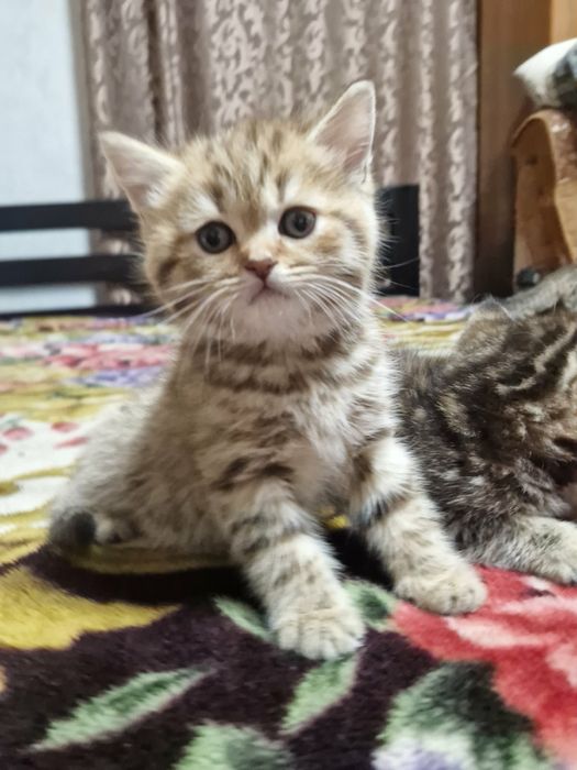 Продам шотландських котят