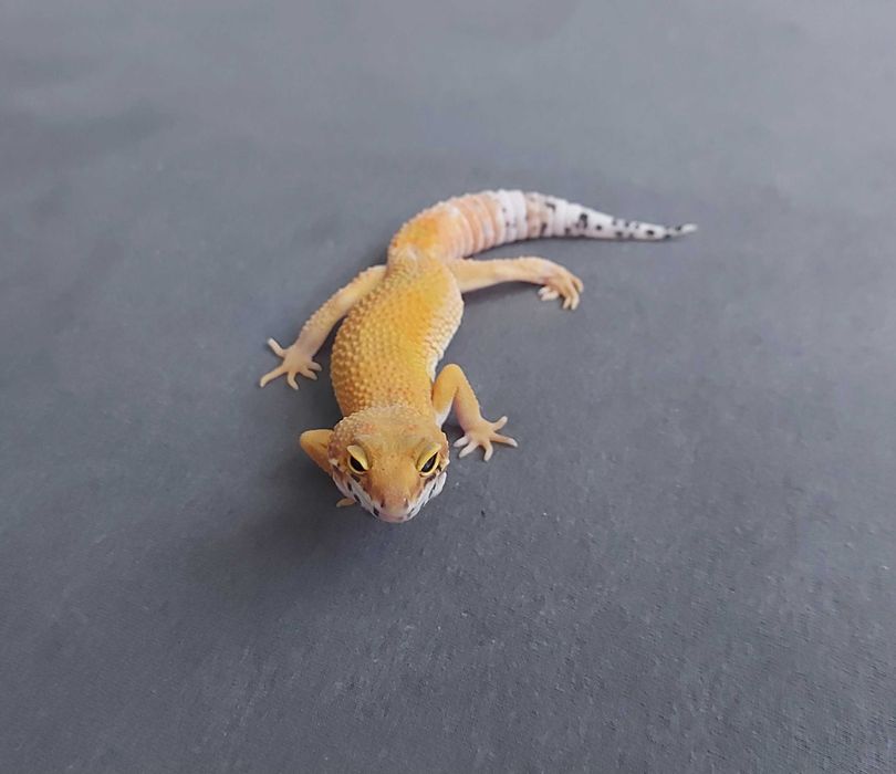 Gekon lamparci - samica