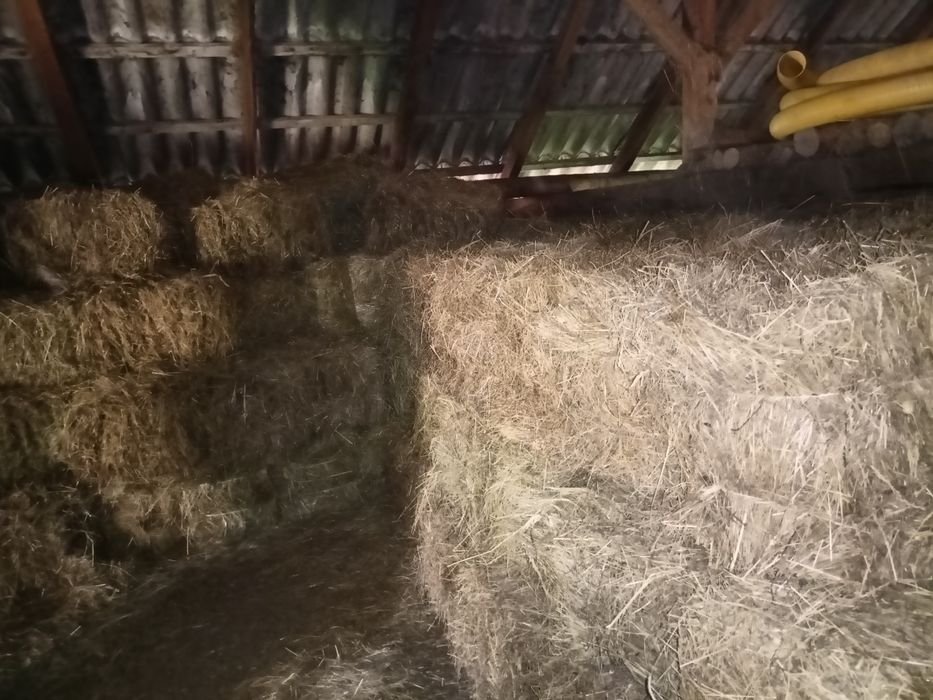 Siano w kostkach - dla zwierząt