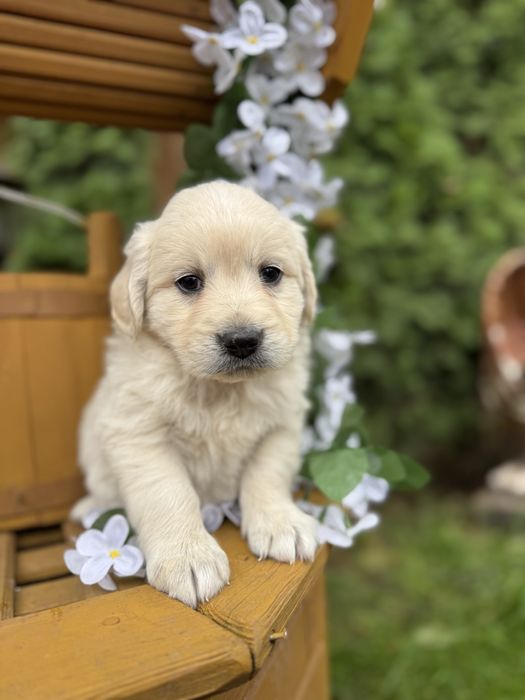 Cudowny piesek Golden Retriever biszkoptowy miś z rodowodem