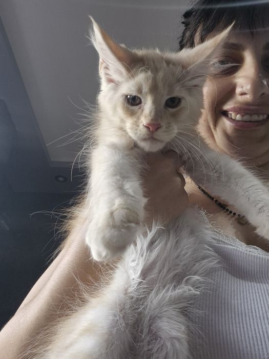 Lion Cudny Kocur Maine Coon