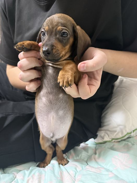 Продам цуценя карліковоі такси