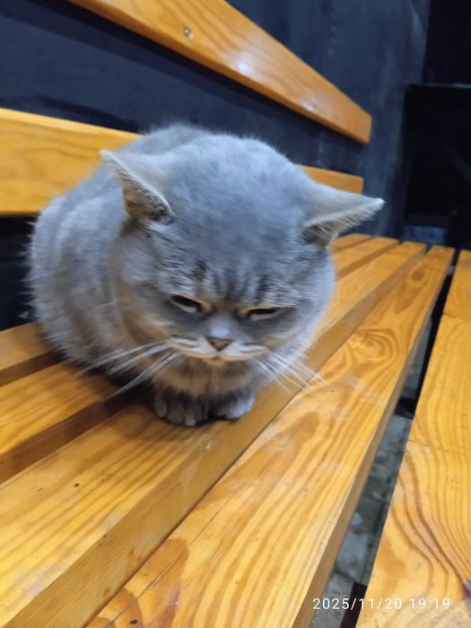 Кішечка шукає домівку