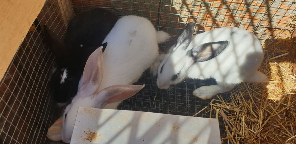 Coelhos novos 2 meses