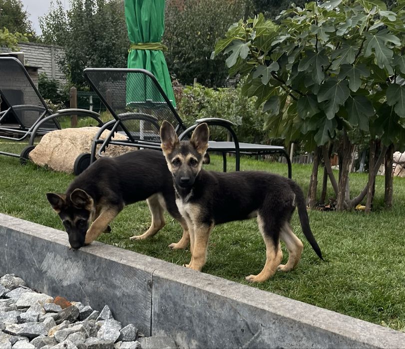Цуценята Східно-Європейської вівчарки ВЕО щенки