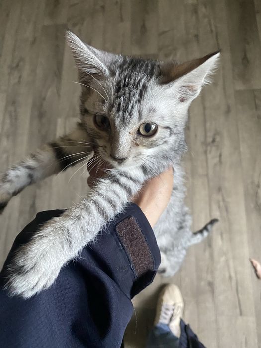 Кошенята , котики