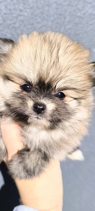 Spitz anão.Lulu da Pomerânia. Menina Mini com LOP e Afixo
