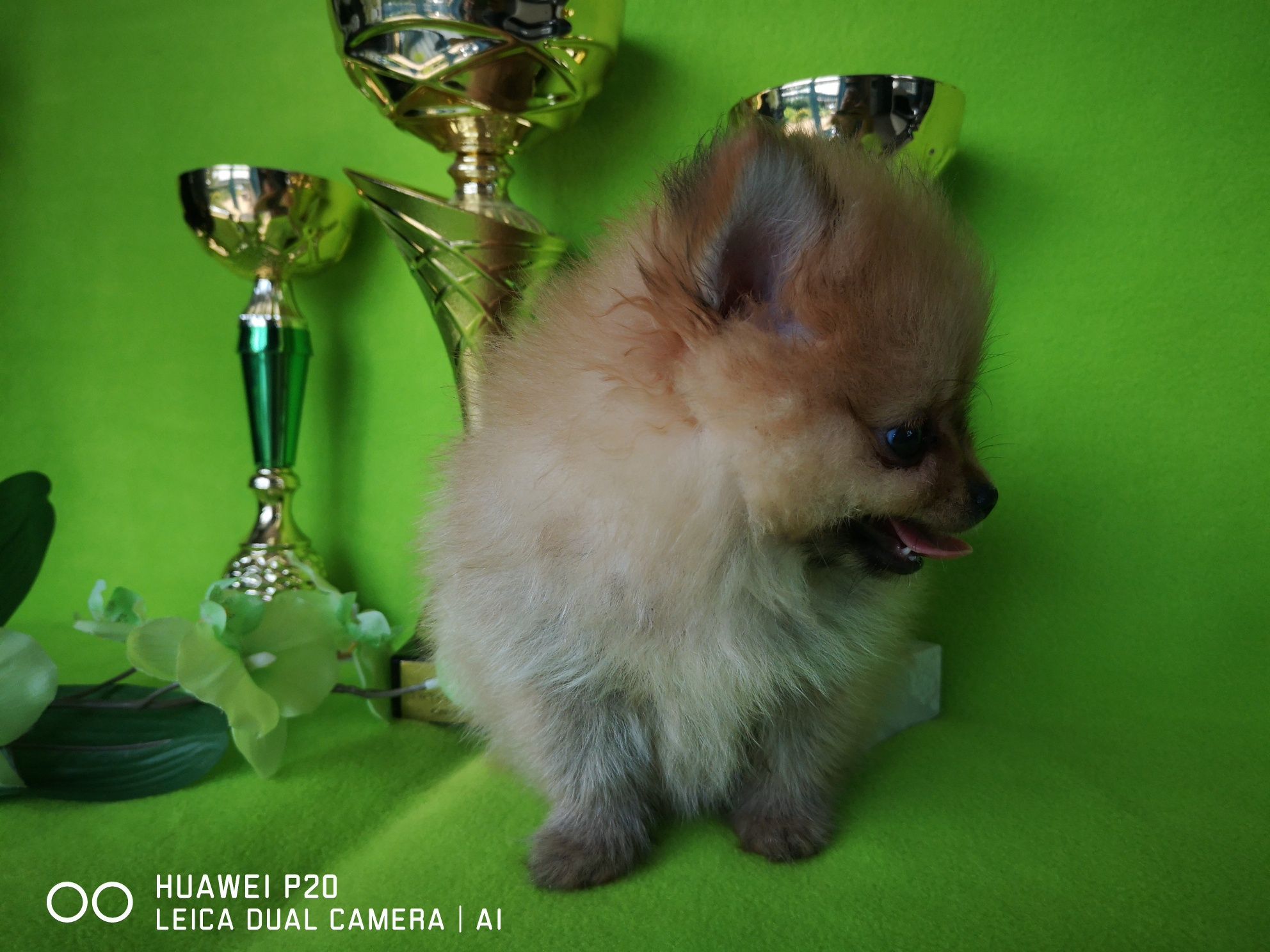 Szpic miniaturowy  pomeranian piesek z rodowodem