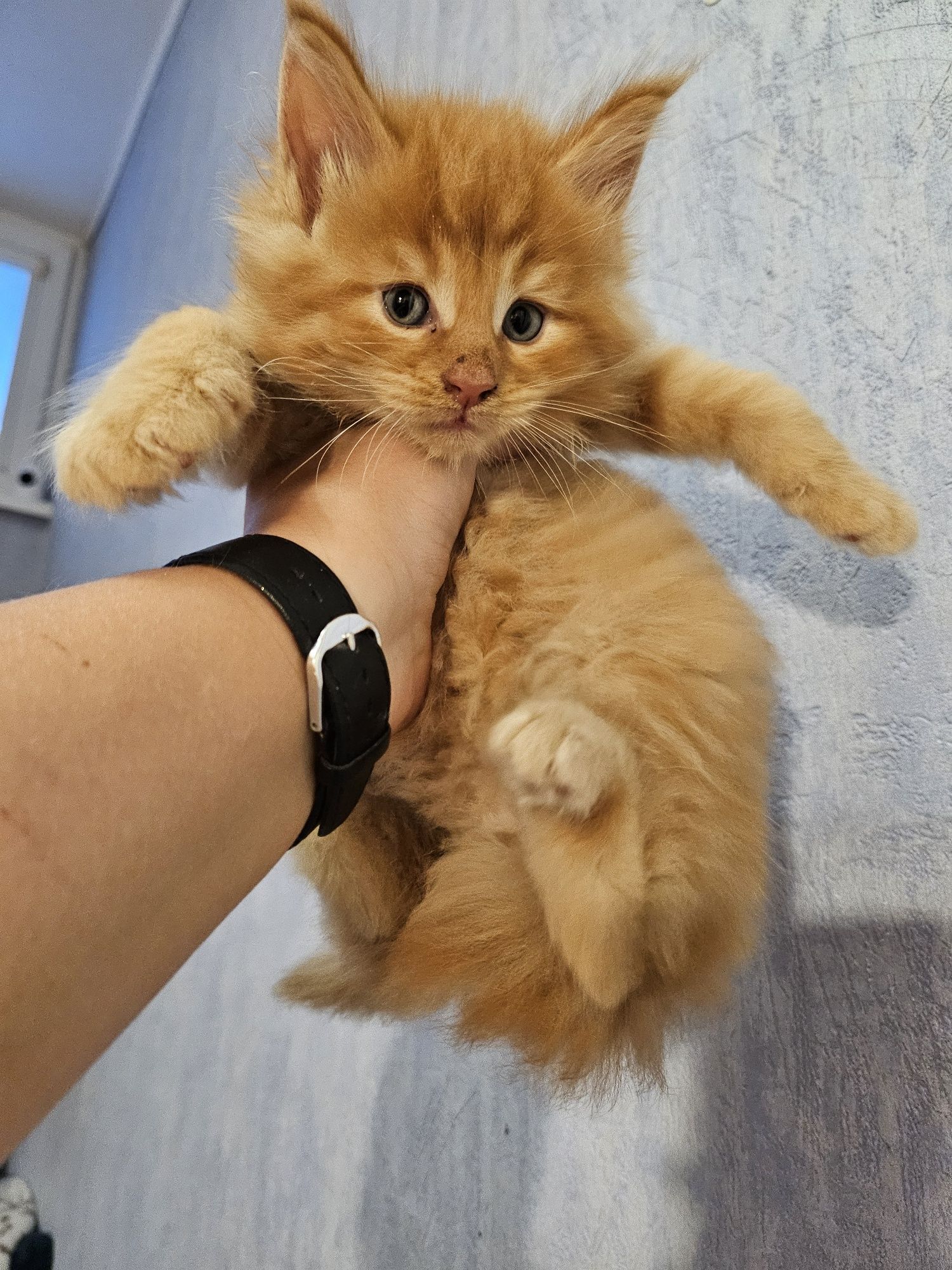 Kot maine coon kocurek Świnoujście