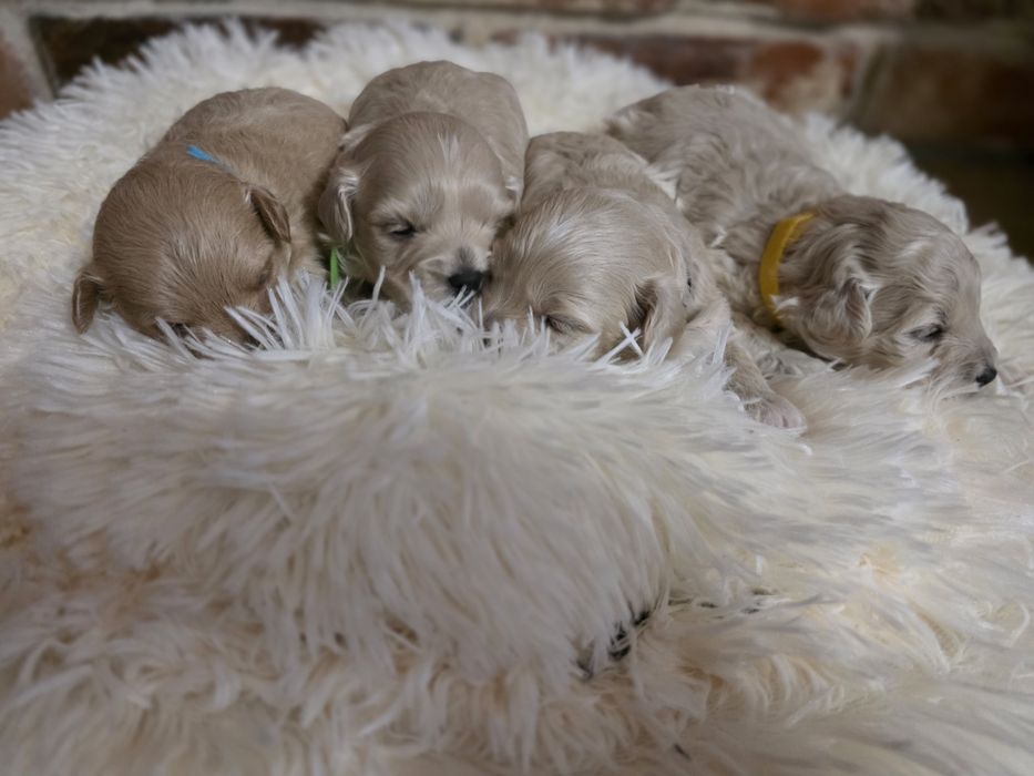 Maltipoo f1  suczka do rezerwacji!!!