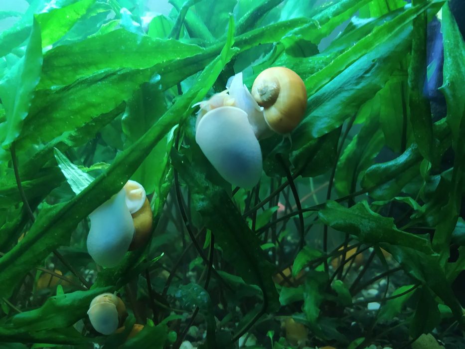 маленькие - по 10, большие - по 20