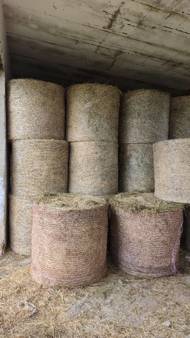 Siano dla KONI i BYDŁAw belach bele  125 CM