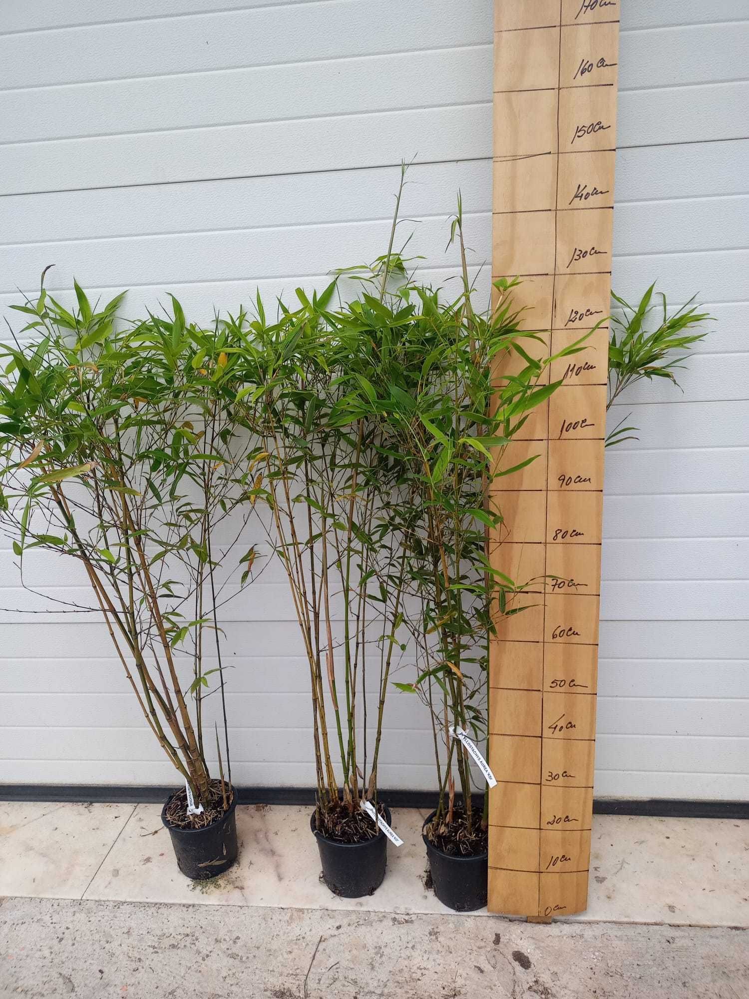 Bambus Phyllostachys Aurea "Koi"