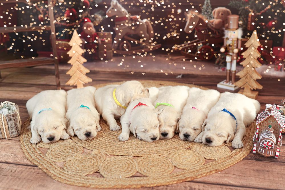 Szczeniak Golden Retriever FCI ZKwP