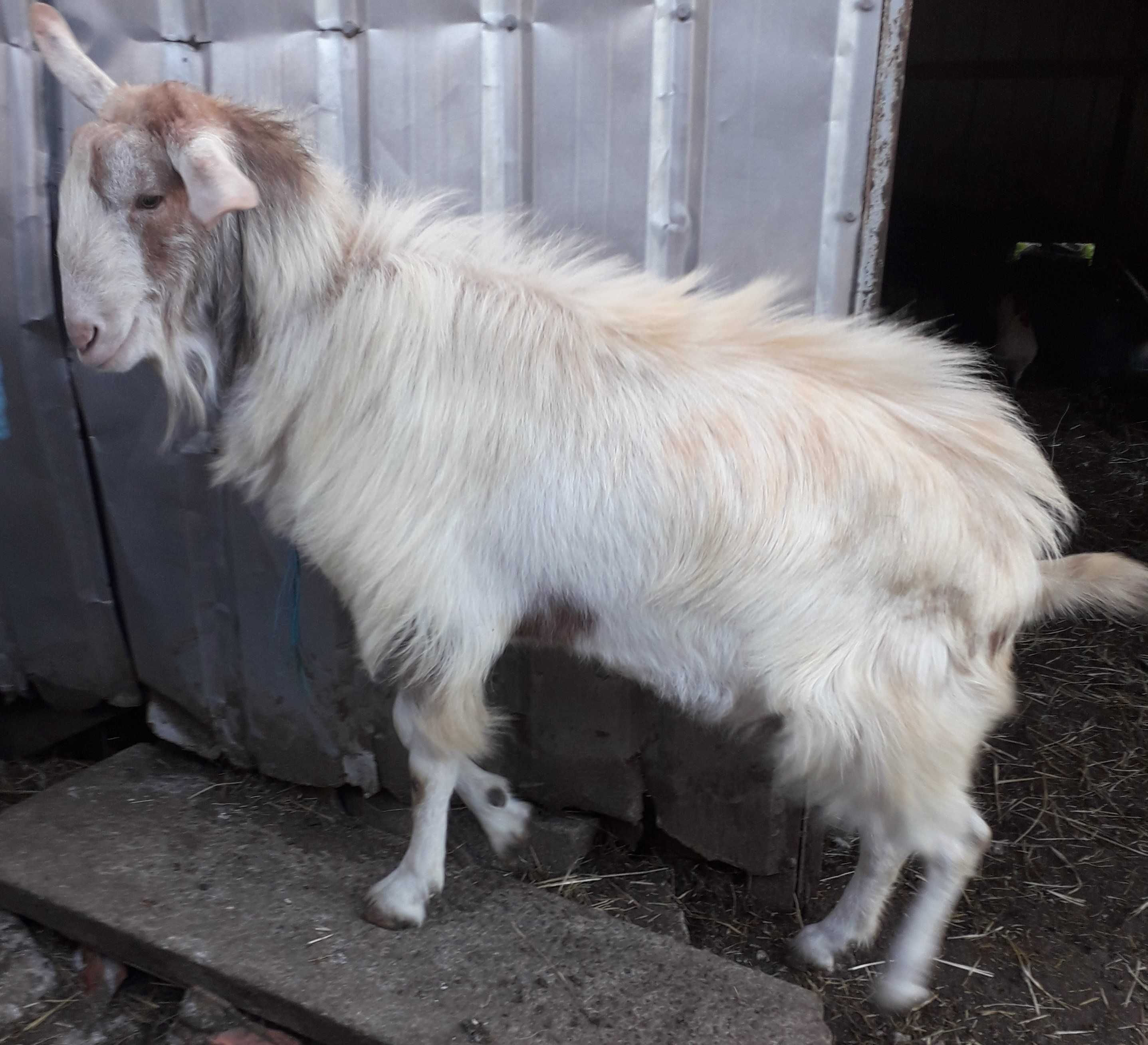 Cabrito branco para criar