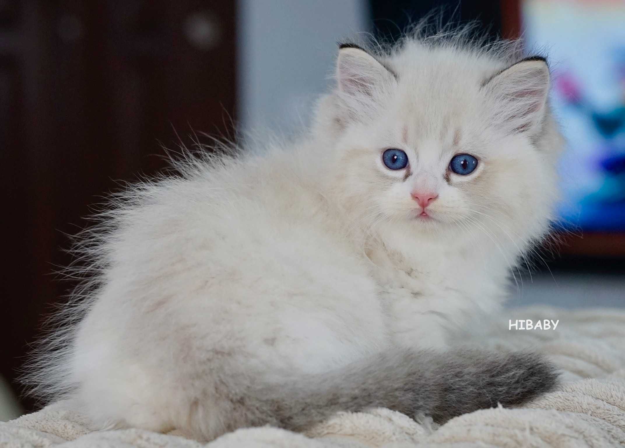 Piękny kocurek blue lynx bicolor