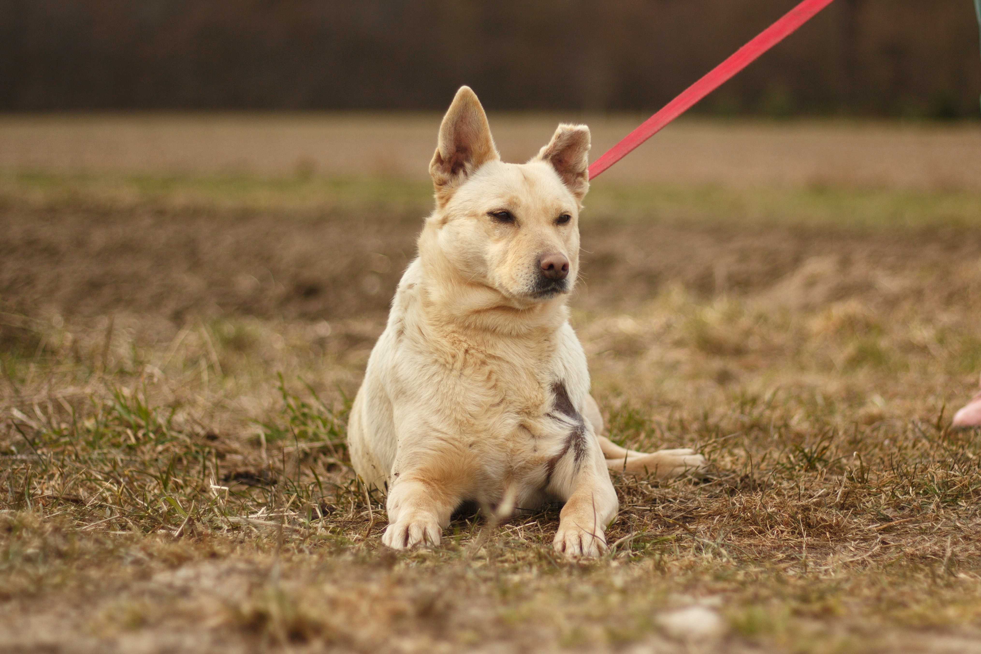 EDNA - Schronisko Canis w Kruszewie