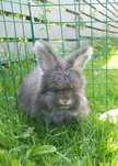 Angora angielska yorczek króliczek miniaturka