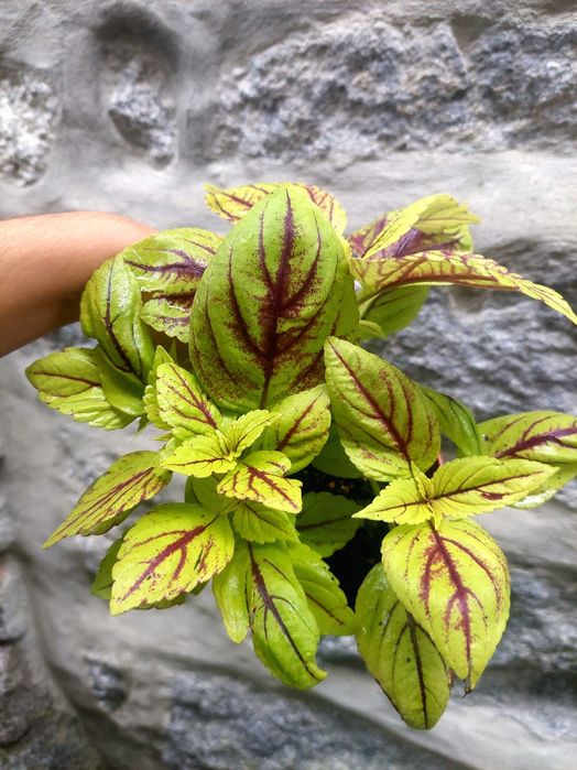Planta Coleus verde