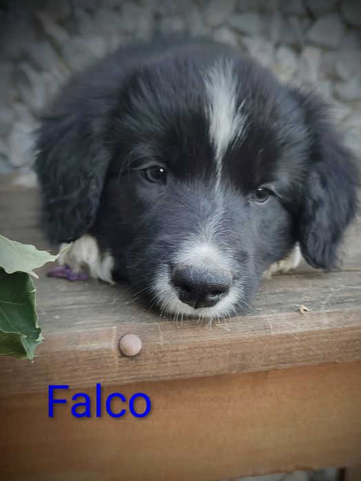 Border collie cudowny piesek przebadani rodzice do odbioru