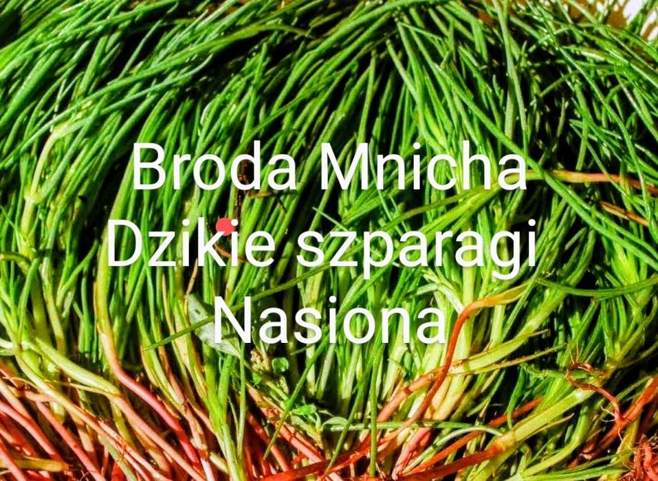 Fasolnik czerwony włoski Fasola 60 cm tyczna