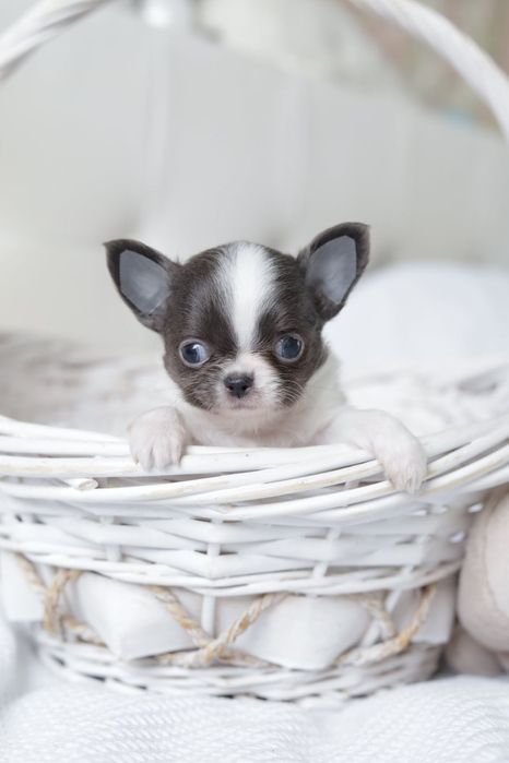 Mini chihuahua FCI chłopak