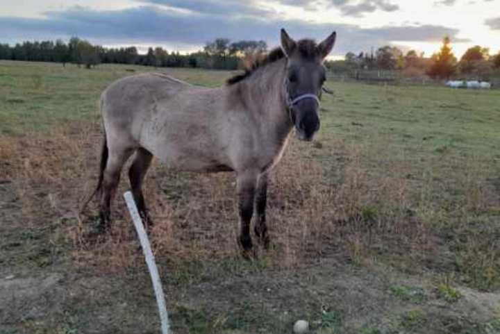 Konik polski (wałach)