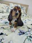 Basset Hound śliczna sunia