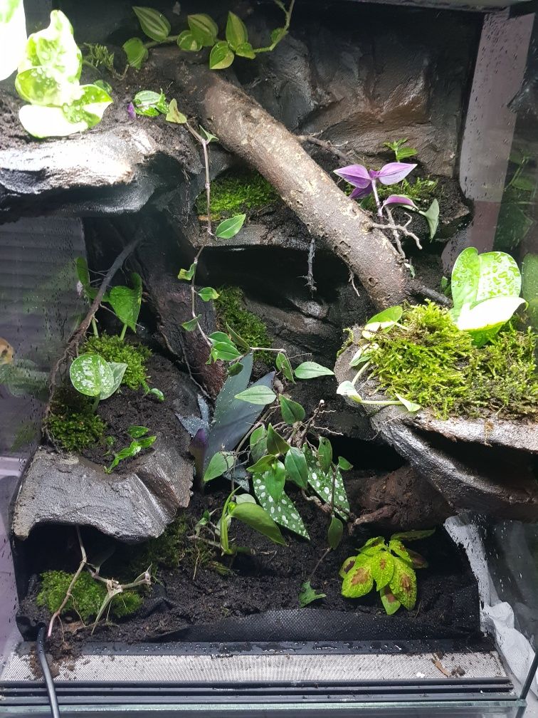 Terrarium 40x40x60 gekon