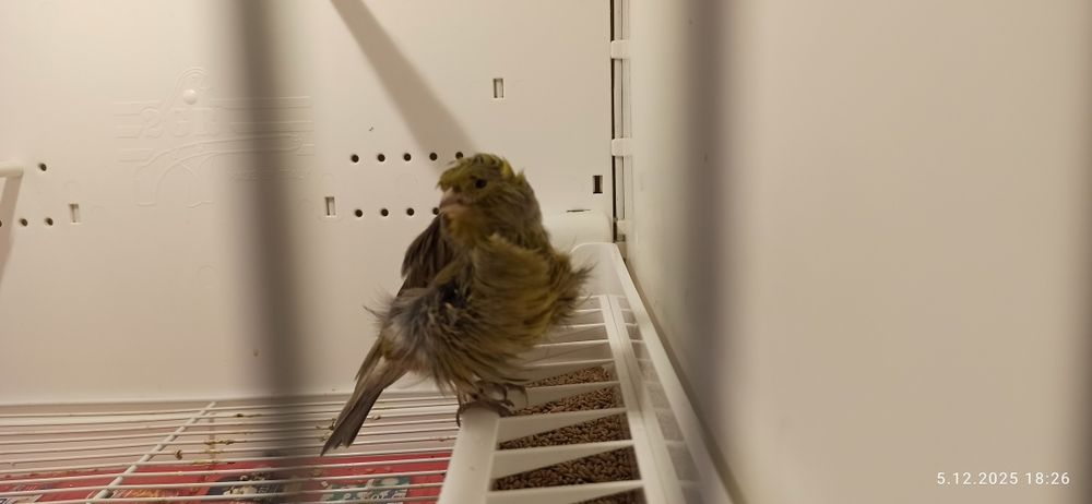 Kanarek kendeżawy Mehringer samiczka 2025 zielona