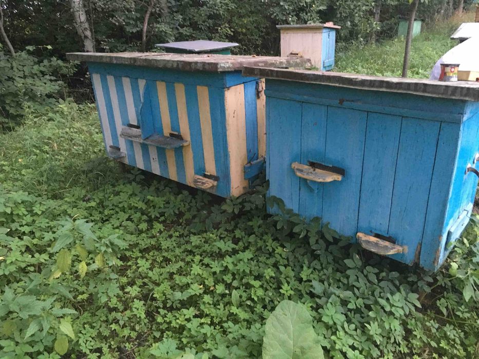 Продам вулики