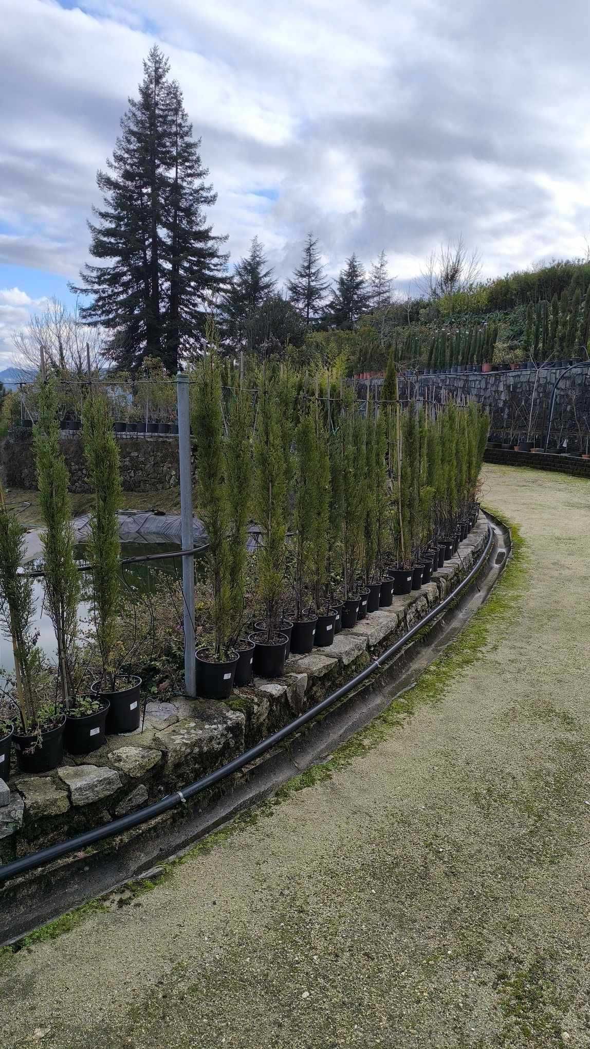 Cupressus Sempervirens Totem