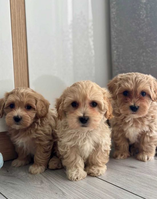 Мальтійська болонка.