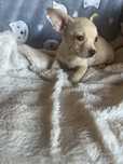 Menino chihuahua