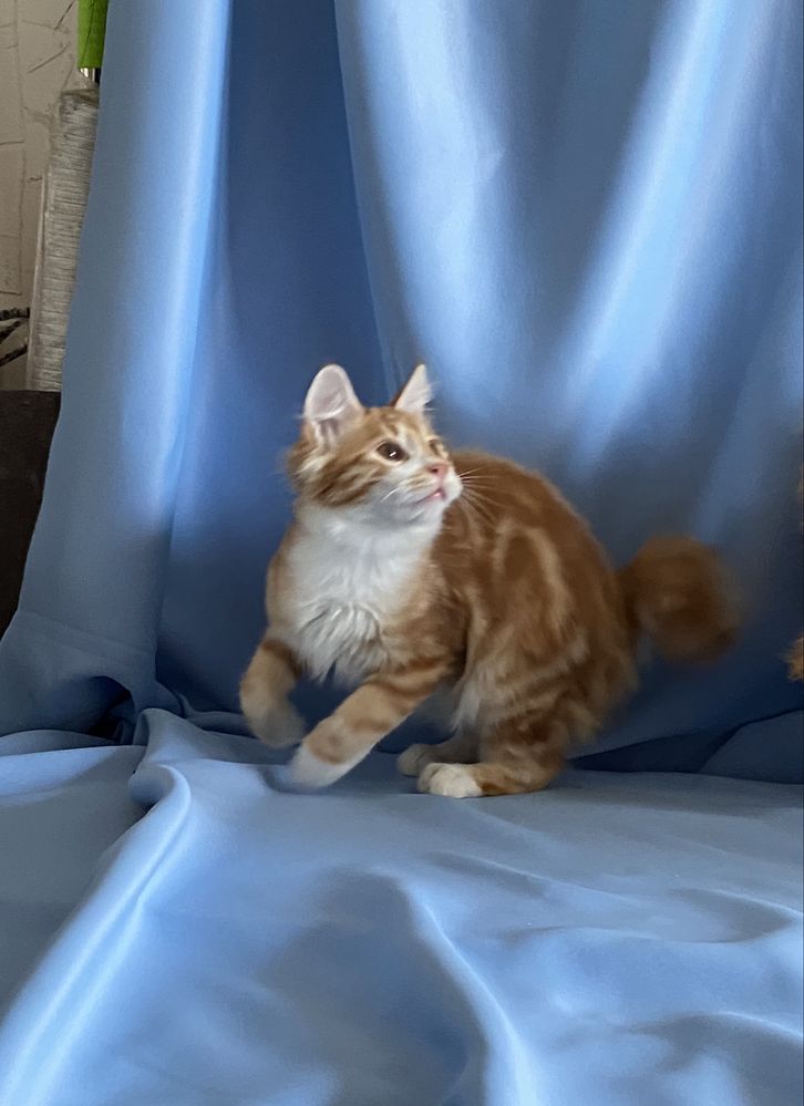 Котята Курильского бобтейла
