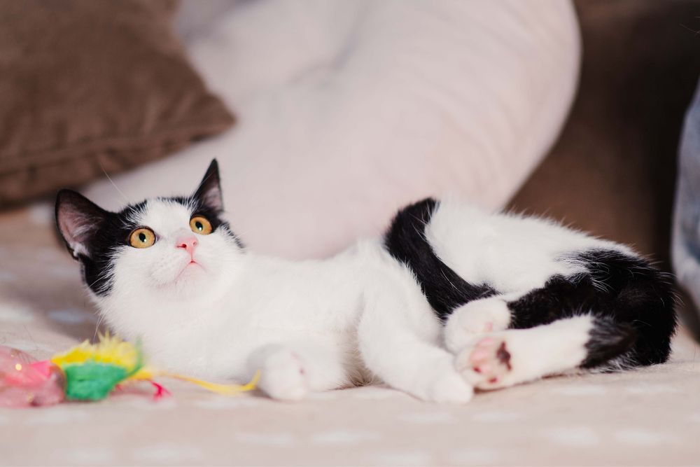 4 miesięczny Jaś i Staś szukają domu razem lub osobno!