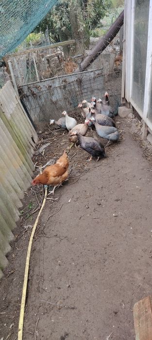 Perliczki samce i samice