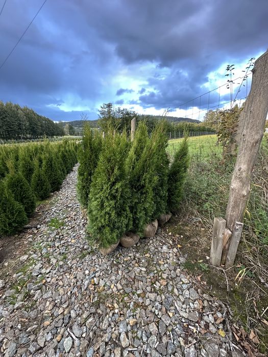 Tuja tuje szmaragdy SADZENIE transport PRODUCENT