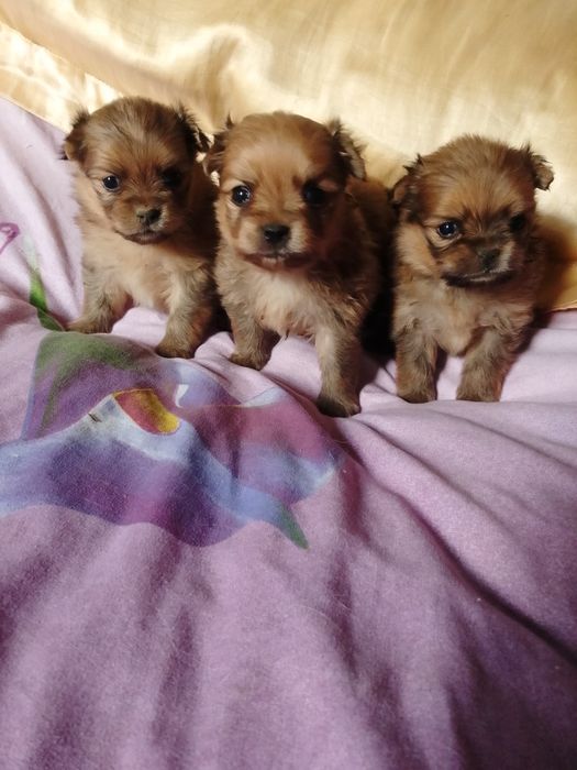 Крошечные детки ждут